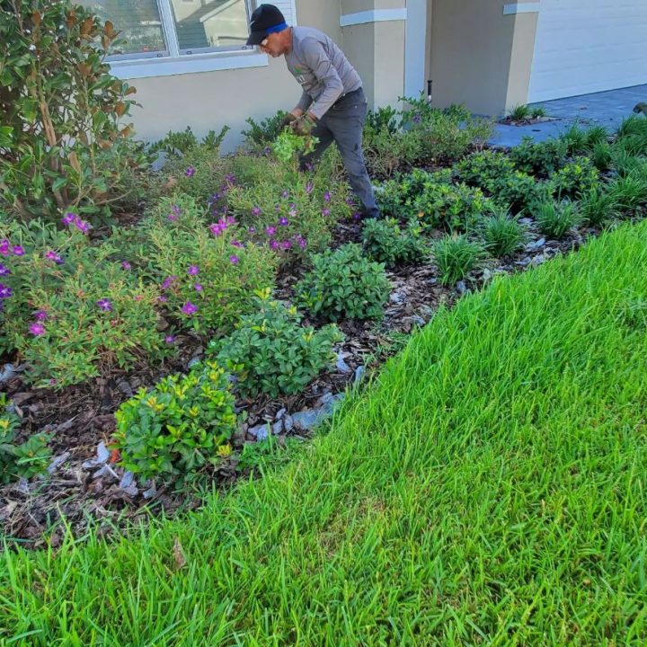 jardin_4